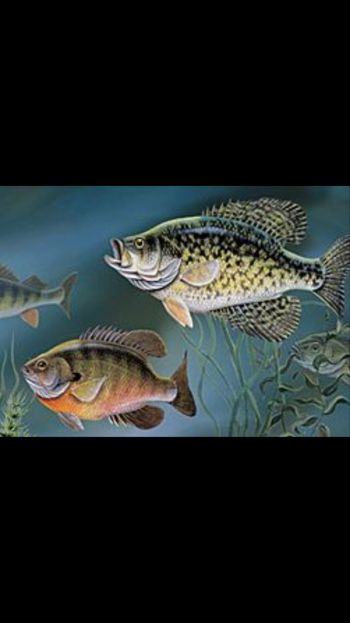 CRAPPIE & PANFISH ROD RECOMMENDATIONS