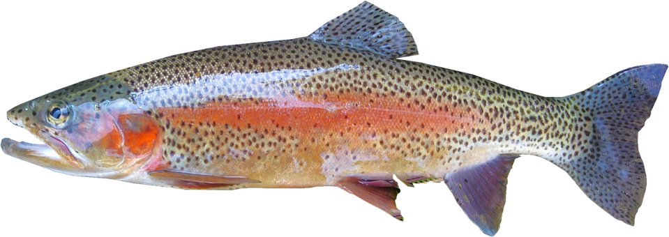 TROUT ROD RECOMMENDATIONS