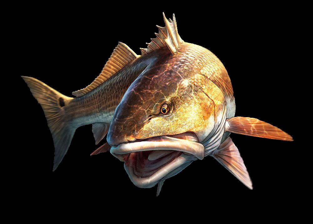 INSHORE ROD RECOMMENDATIONS